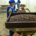 Fábrica da Três Corações em  Manaus Abre Vagas Para Auxiliares de Produção