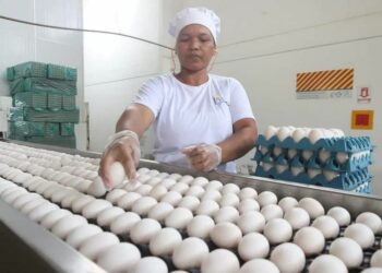 Confira as sete oportunidades de emprego oferecido pela empresa Ovos são pedro